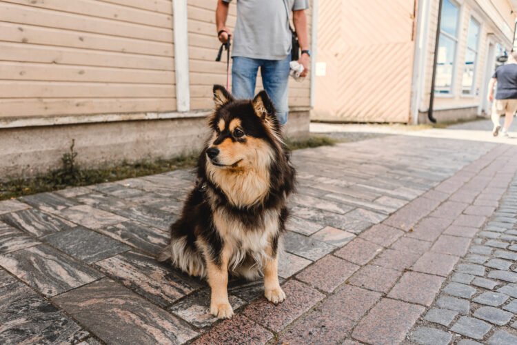 Lapinkoira istuu kadulla.