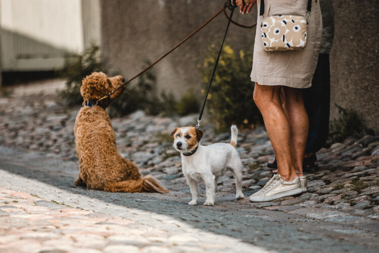 Two dogs in Old Rauma with their owner