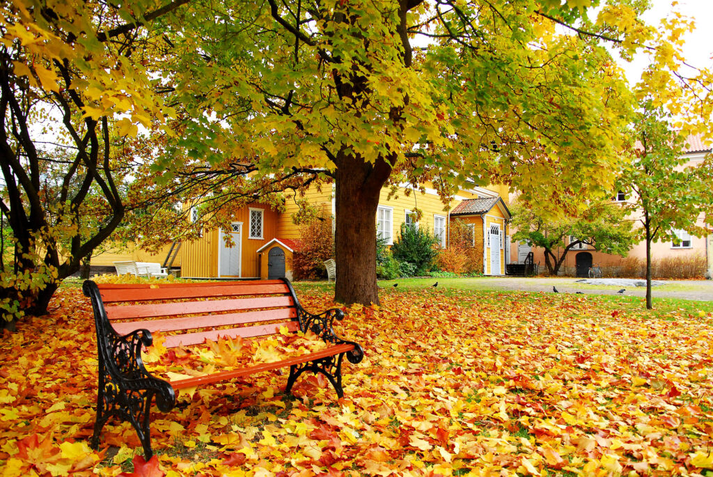 A park bench surrounded by colourful autumn leaves in Old Rauma.