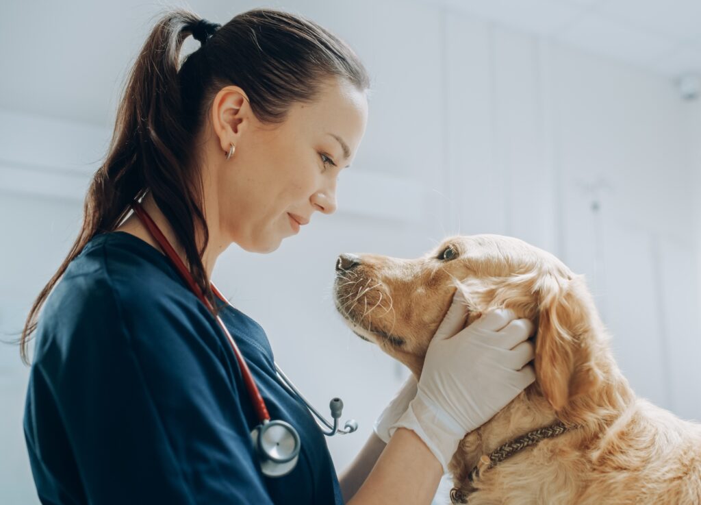 Veterinarian and dog.