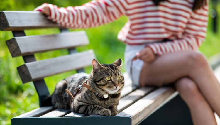 A cat and a person on park bench.