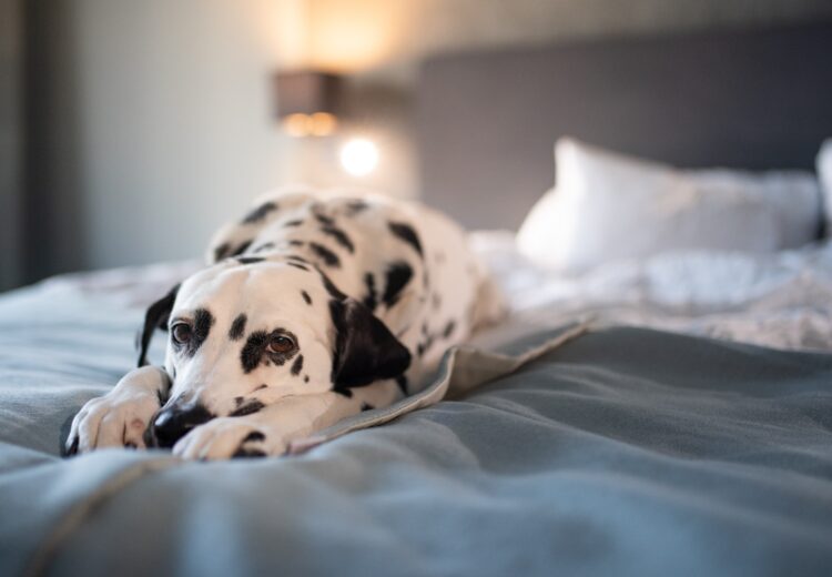 A dog on a hotel bed.