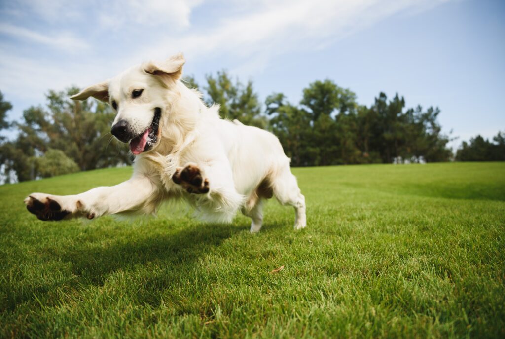 Excited dog playing outside.