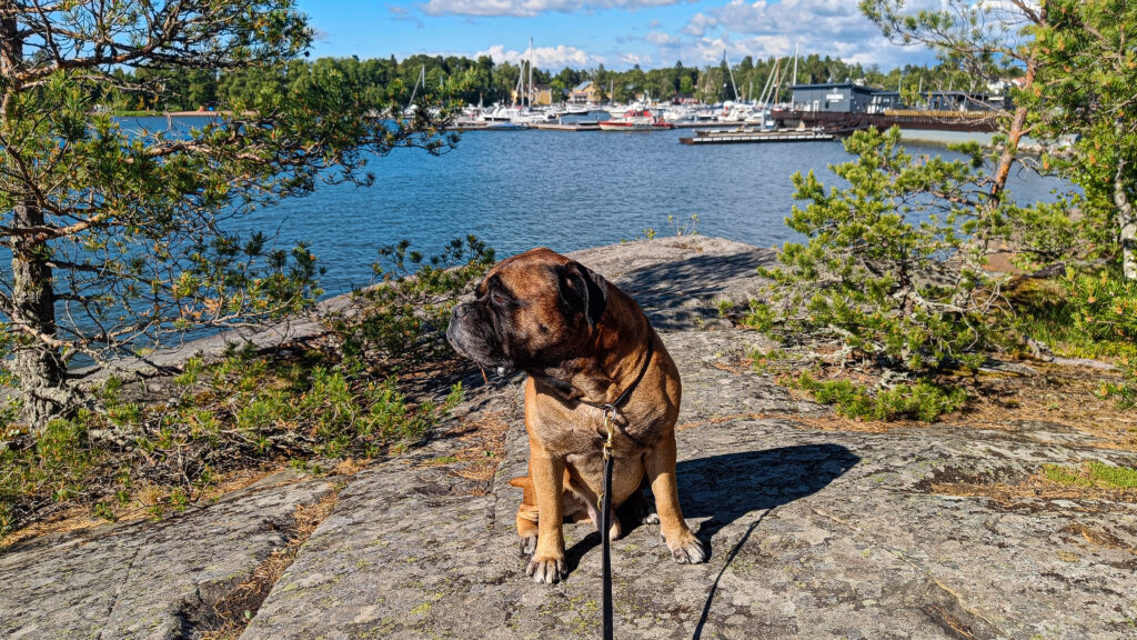 Koira istumassa kalliolla Syväraumanlahdella.