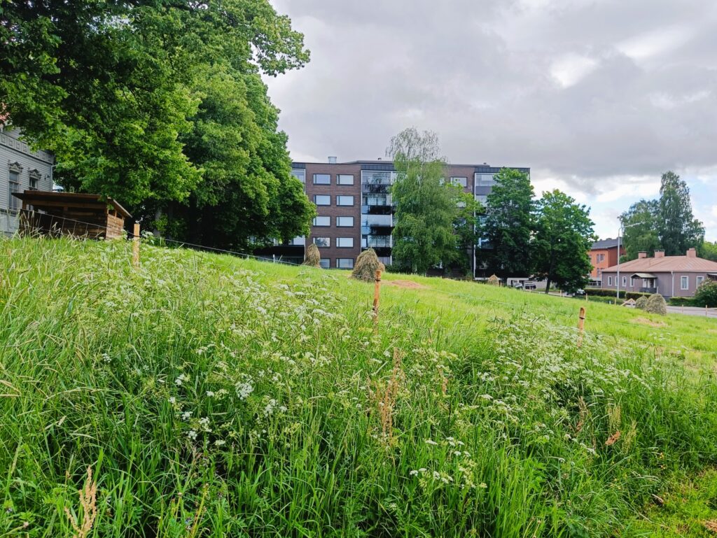 Urban meadow behind the Maritime Museum.