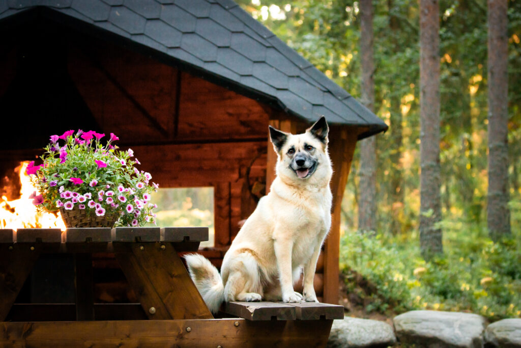 A light colored dog sitting on a bench in front of a grilling hut.