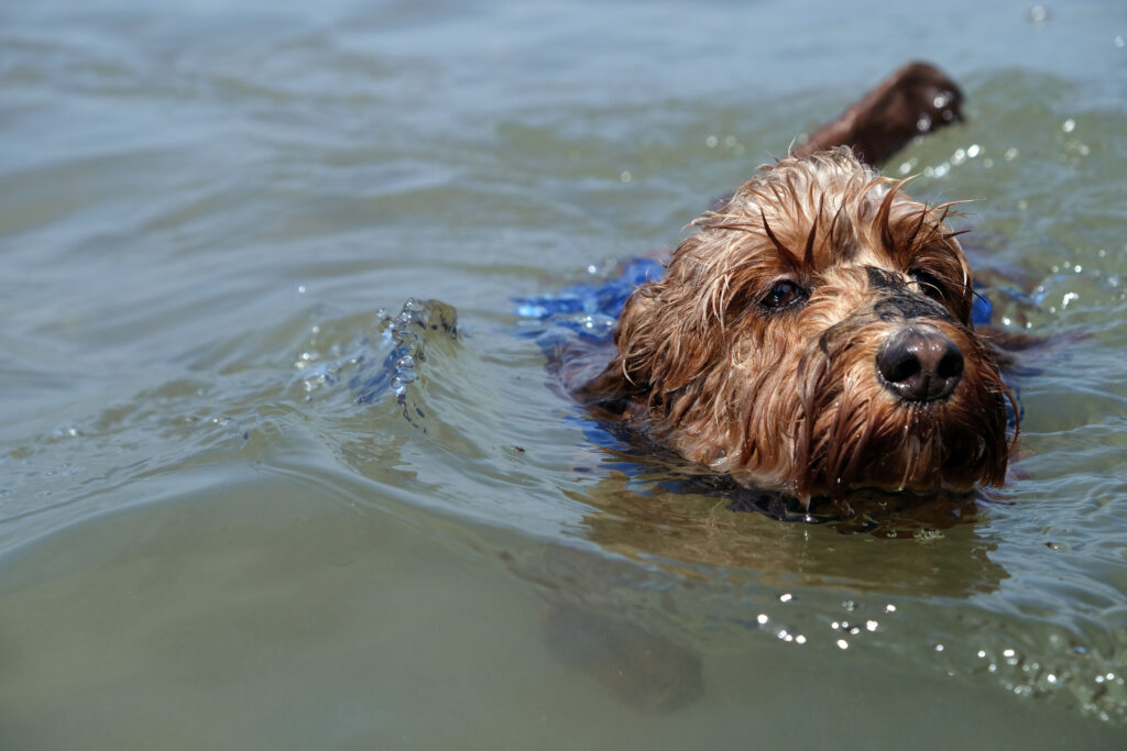 A brown dog swimming.