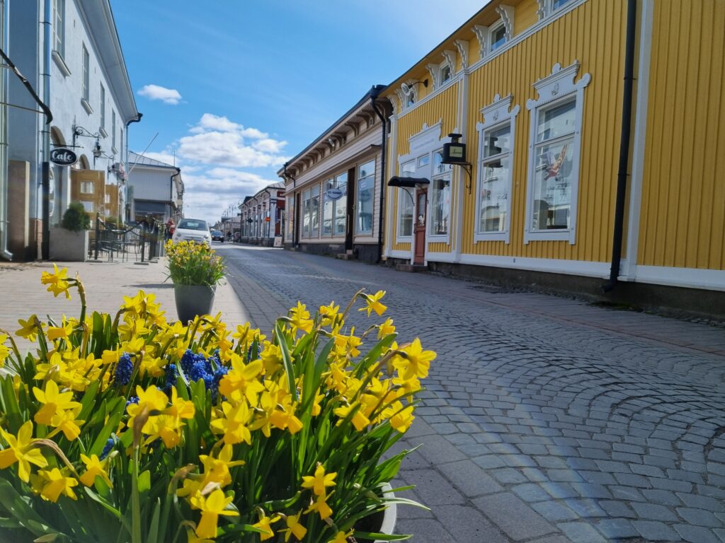 Narcissus' in Old Rauma.